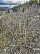 Dead spruce trees, broken by wind, lying wildly in disarray, forest dieback in the Arnsberg Forest