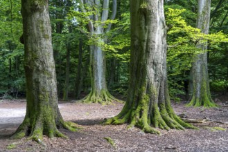 Giant beech trees in the Sababurg primeval forest, also known as the Reinhardswald primeval forest,