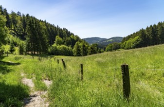 Forest, landscape on the Langenberg, near Niedersfeld, in the Hochsauerland district, highest