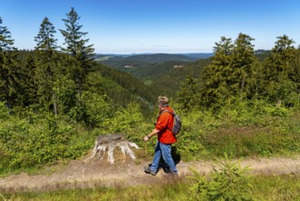 Hiking in the Sauerland, on the Rothaarsteig, here near Jagdhaus, a district of Schmallenberg North