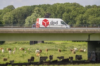 Lorry on the A40 motorway, bridge over the Ruhr and Styrumer Ruhrauen, herd of cattle, dairy cows