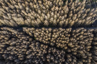 Forest dieback in the Arnsberg Forest nature park Park, over 70 per cent of the spruce trees are