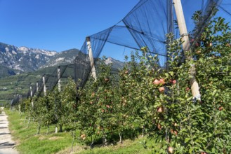 Apple-growing region in the Adige Valley, South Tyrol, large areas under cultivation, in South