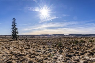 The High Fens, raised bog, in the Eifel and Ardennes region, High Fens-Eifel nature park Park,