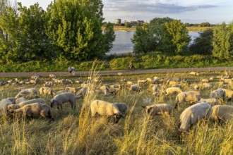 Flock of sheep on the dyke of the Rhine meadows near Duisburg-Baerl, on the other side of the Rhine