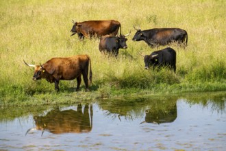 Herd of Hecker cattle in the Kiebitzwiese nature reserve, on the territory of the town of