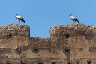 Stork on a house wall, couple, storks, bird, animal, wall, Marrakech, Morocco, Africa