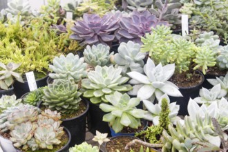 Various types of succulent in flower pots in the greenhouse. Closeup, selective focus