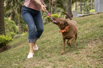 Medium-sized brown-furred dog pulls on the leash, playing with the owner on a sunny day on the