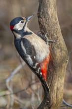 Great Spotted Woodpecker (Dendrocopos major) on a branch in the forest. Bas-Rhin, Alsace, Grand