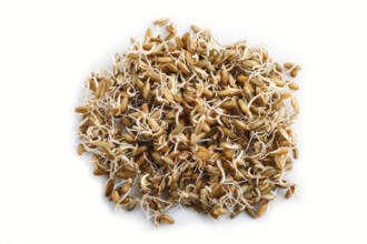 Heap of germinated rye isolated on white background, top view, close up