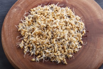 Heap of germinated wheat on brown wooden background, close up, top view