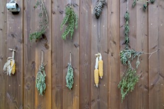 Various herbs and corn on the corn cob hanging on a wooden wall, Palatinate, Rhineland-Palatinate,