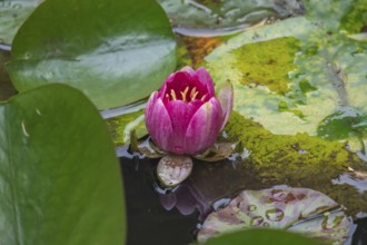 Pink water lily (Nymphaea), pink, red, North Rhine-Westphalia, Germany, Europe