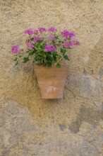 A flower pot with pink geraniums attached to a stone wall, Provence, France, Europe