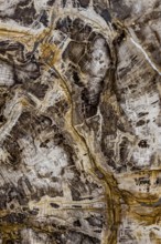 Fossil of sequoia (Sequoioideae), Miocene, structure, abstract, pattern, texture, nature, science,