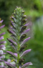 Sea dock (Acanthus mollis), North Rhine-Westphalia, Germany, Europe