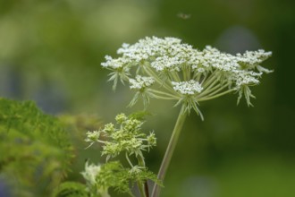 Cicely (Myrrhis odorata), North Rhine-Westphalia, Germany, Europe