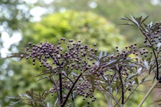 Black elderberry (Sambucus nigra BLACK LACE), North Rhine-Westphalia, Germany, Europe