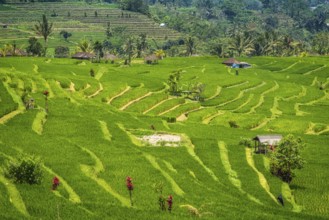 Jatiluwih, rice terrace, rice, agribusiness, agriculture, export, tourism, travel, landscape,