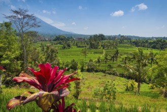 Jatiluwih, rice terrace, rice, agriculture, agriculture, club lily (Cordyline fructosia), tropical