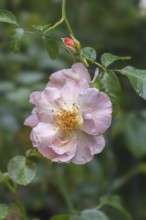 Rose, shrub rose, North Rhine-Westphalia, Germany, Europe