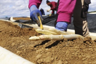 Agriculture asparagus harvest in Mutterstadt, Palatinate