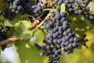 Close-up of ripe blue-green grapes