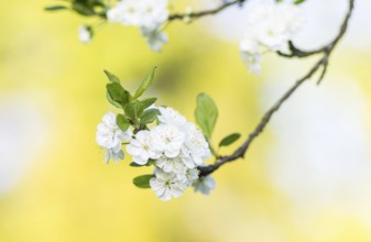 Blooming plum trees in spring park