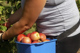 Apple harvest in Meckenheim/Pfalz. Harvest workers from Bleichhof in Meckenheim harvesting Weirouge