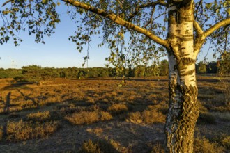 Westruper Heide, in the Hohe Mark Westmünsterland nature park Park, near Haltern am See, heather