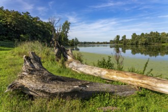 Bislicher Insel nature reserve, near Xanten on the Lower Rhine, floodplain landscape, old Rhine