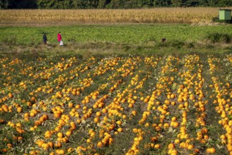 Pumpkin field, ripe pumpkins, shortly in front of harvest, near Neuss, North Rhine-Westphalia,