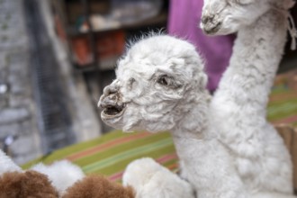 Dried llama fetuses, The Witches Market, La Paz, Bolivia, South America