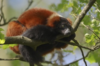 Red Vari (Varecia rubra, Varecia variegata rubra), captive, native to Madagascar