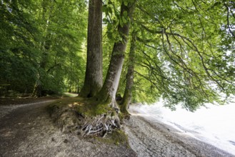 Hiking trail on the lakeshore, near Bodman, Lake Constance, Baden-Württemberg, Germany, Europe