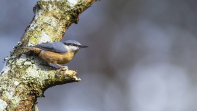 Eurasian Nuthatch, Sitta europaea in forest at winter sun