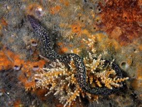 Spotted moray (Gymnothorax moringa), dive site Blue Heron Bridge, Phil Foster Park, Riviera Beach,