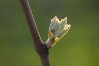 Young leaves of a grapevine in spring, viticulture, budding, shoots, vines, Baden-Württemberg,