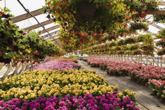 Yellow and red flowers in hanging baskets plus purple, yellow, mauve, orange and red Dahlias in