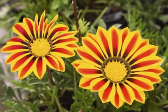 Close-up of yellow and red Gazania flowers in late spring, Quebec, Canada, North America