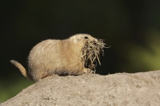 Black-tailed prairie dog (Cynomys ludovicianus) with nesting material at the burrow, captive,