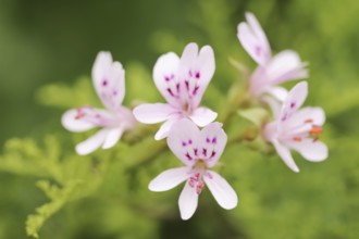 Delicate scented geranium (Pelargonium denticulatum), flowers, native to Africa