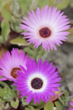 Midday flower (Dorotheanthus bellidiformis), flowers, native to Africa, ornamental plant, North