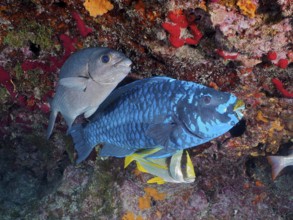 Three fish, including a large Midnight parrotfish (Scarus coelestinus) in a colourful coral reef