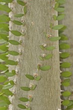 Madagascar Ocotillo (Alluaudia procera), trunk with thorns and leaves, native to Madagascar