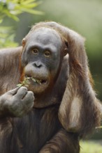 Bornean orangutan (Pongo pygmaeus), captive, occurring on Borneo