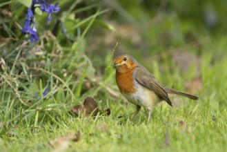 European robin (Erithacus rubecula) adult bird in a garden collecting nesting material in its beak