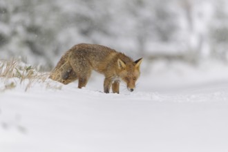 Red fox (Vulpes vulpes), walks cautiously through snowy terrain in a serene, wintry forest, Czech