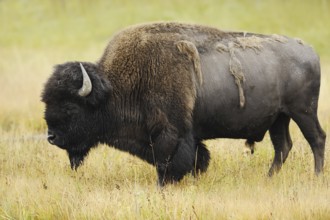 American bison (Bos bison, Bison bison), male, Yellowstone National Park, Wyoming, USA, North